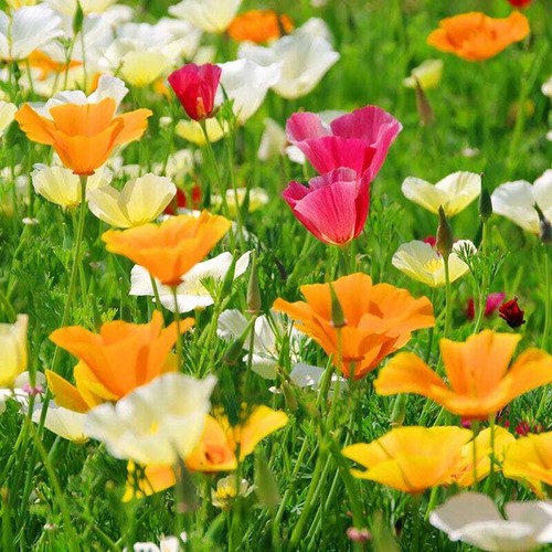 California poppy seed mix 250 - california, mix,
