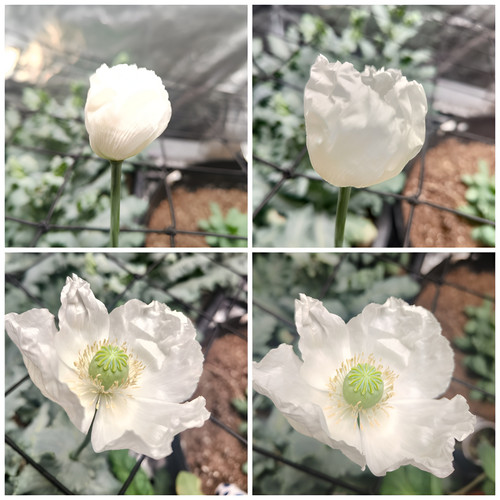 500 peshawar white poppy seeds - peshawar,